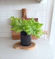 Hydroponic Lettuce